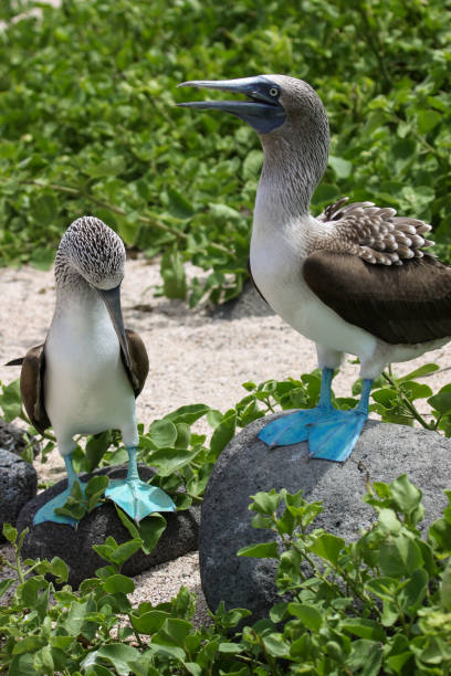 istock Two Blue-footed boobies on rocks, North Seymour 657424854