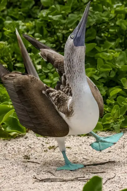 Photo of Funny Blue-footed booby dancing, North Seymour