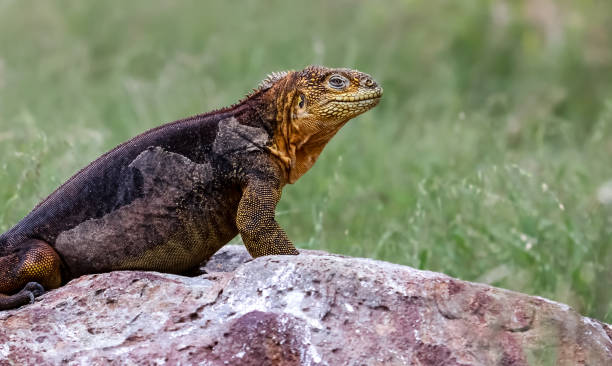 istock Galapagos land iguana on a rock, green background 657425154