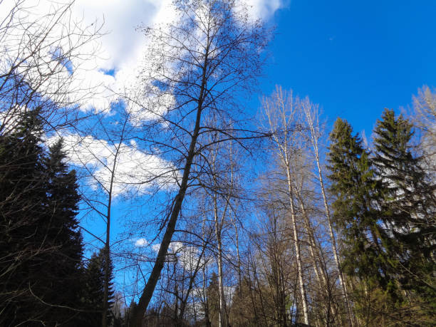 istock Wild forest of Siberia under the blue sky and cold sun 657425188