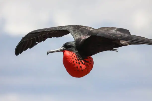 Photo of Close up of a male Magnificent frigatebird in flight with red inflated pouch