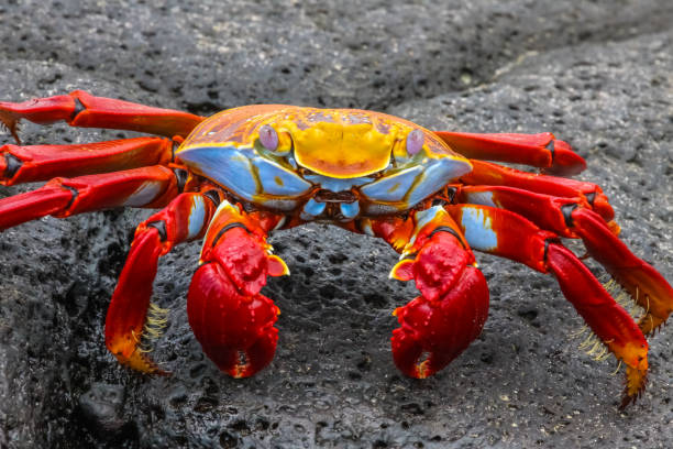 istock Sally Lightfoot Crab on a lava rock 657425610