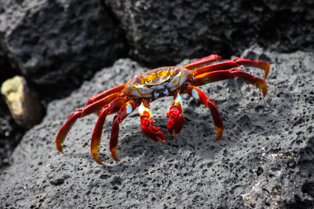 istock Sally Lightfoot Crab on a lava rock 657428220