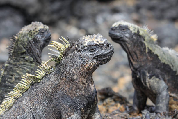 istock Group of Marine Iguanas on lava rocks 657429310