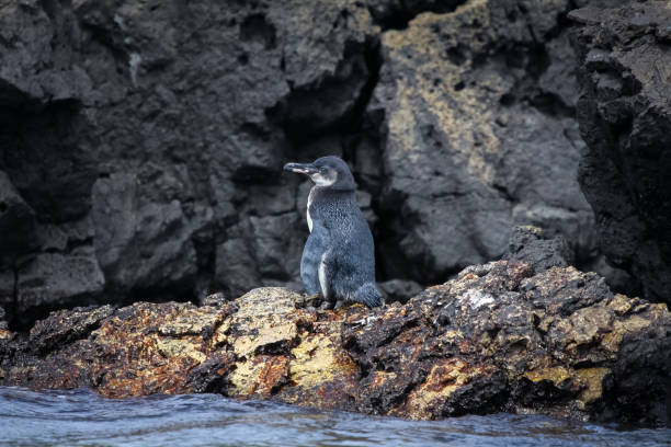 istock Galapagos penguin sitting on rocky shore 657429448