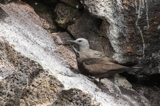 istock Couple of Brown noddies perching on a rock 657429720