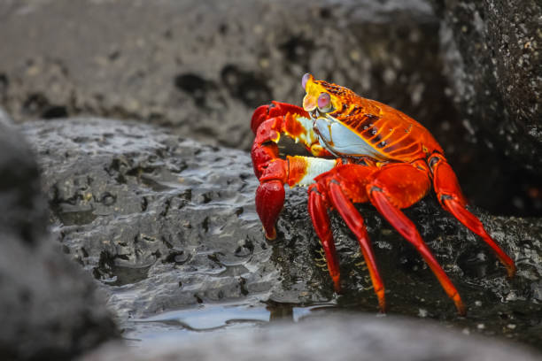 istock Sally Lightfoot Crab on a lava rock 657429808