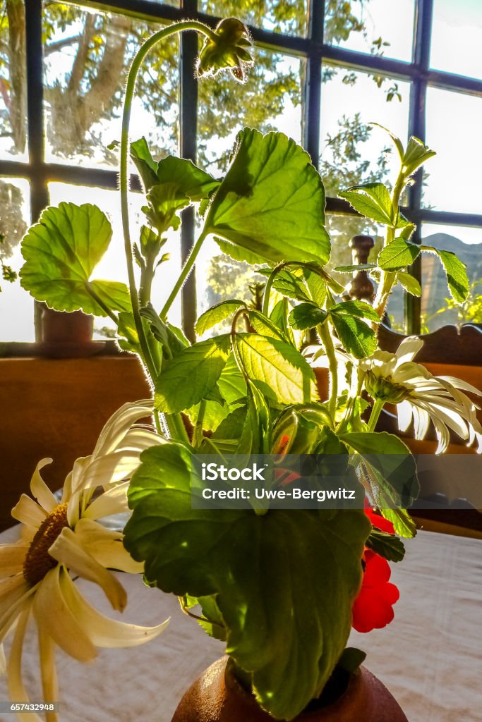 Bouquet of garden flowers, sun-drenched in front of a window Ecuador Arrangement Stock Photo