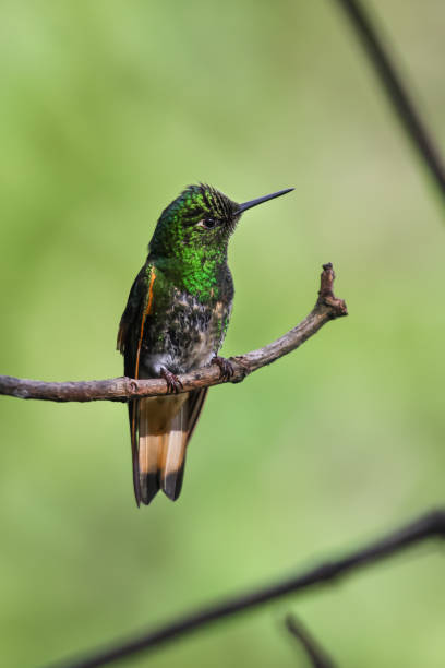 istock Buff tailed coronet hummingbird perching on a branch in the rainforest 657435866