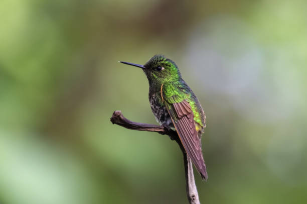 istock Buff tailed coronet hummingbird perching on a branch in the rainforest 657435888