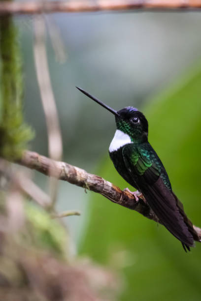 istock Collared inca hummingbird perching on a branch in the rainforest 657436364