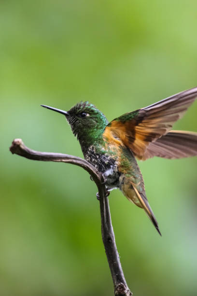 istock Buff tailed coronet hummingbird perching on a branch in the rainforest 657436402