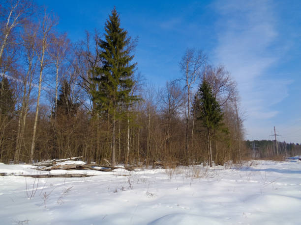istock Pine, Spruce and Birch mixed forest in winter on a blue sky background 657436604