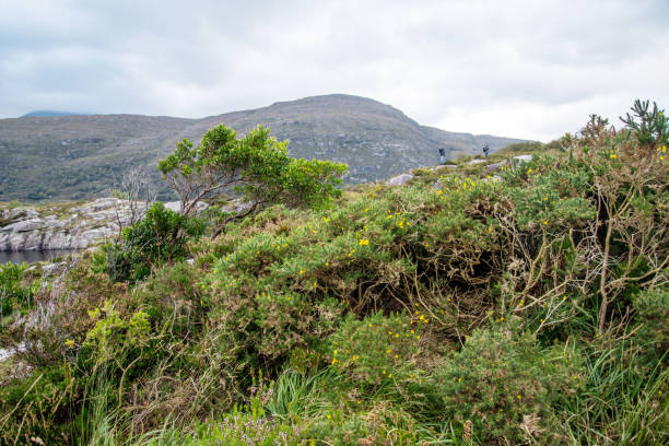 istock Landscape at Killarney National Park Ireland 657438876