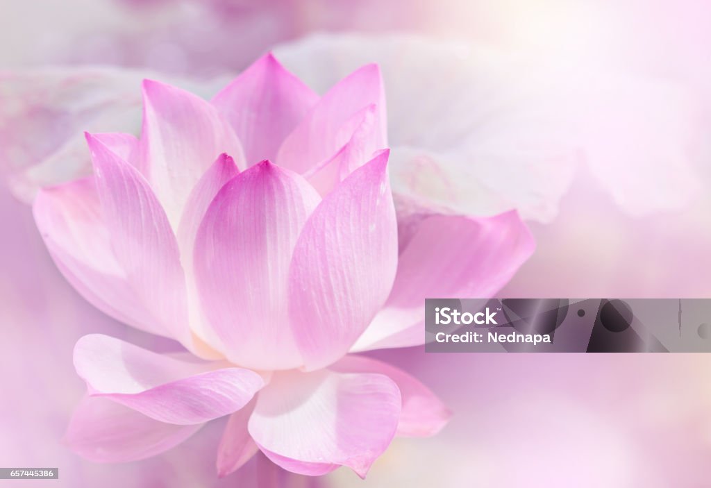 Florescendo flor de lótus. - Foto de stock de Lótus royalty-free