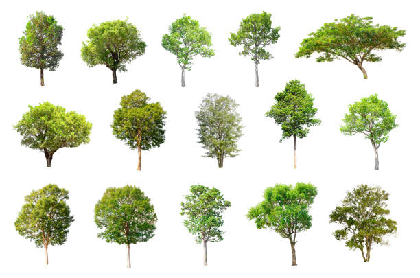 istock Isolated Trees on white background , The collection of trees. 657446420