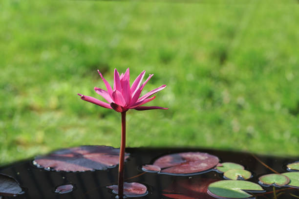 Tropical water Lily (lat. Nymphaea) night-blooming in the morning sun. Summer day