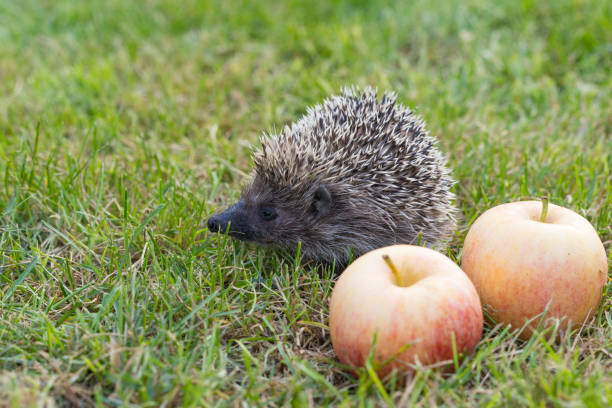 istock The common hedgehog (lat. Erinaceus europaeus) with apples on the grass 657449840