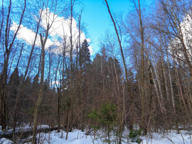 istock Wild forest of Siberia under the blue sky and cold sun 657453032