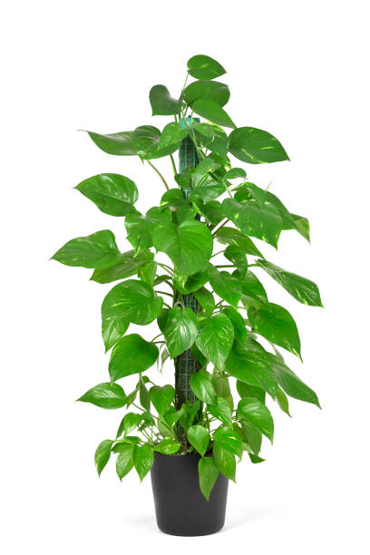 istock Epipremnum aureum plant or golden pothos 657453060
