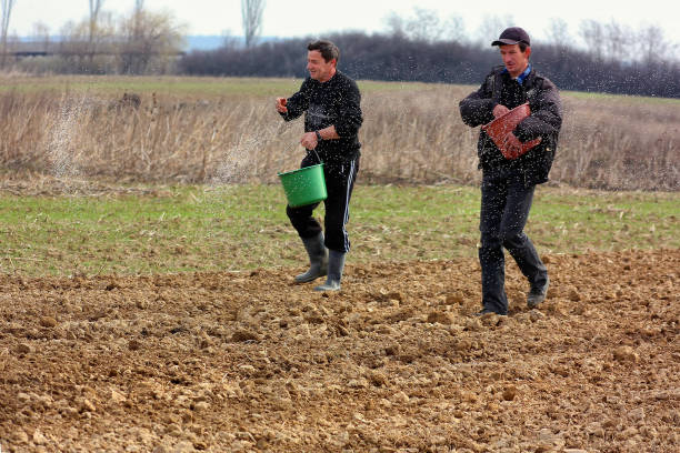 Great Dobron, Western Ukraine - March 27, 2012. Local farmers manually spread fertilizers on the land after planting potatoes in springtime.