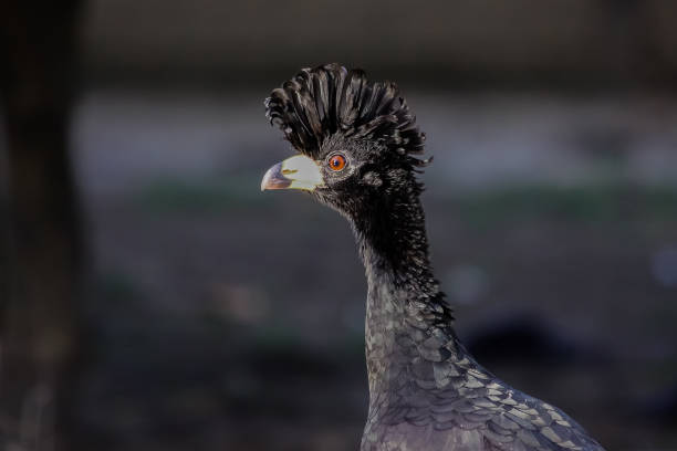 istock Close up of a Bare faced curassow with pretty crest 657464126
