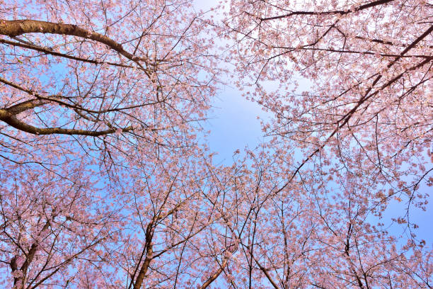 istock Pink Cherry Blossoms Lush Open Season 657468796