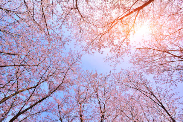 Pink cherry blossoms lush open season in the blue sky.