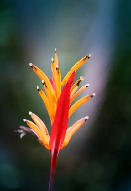 Photos bright orange flower on exotic island