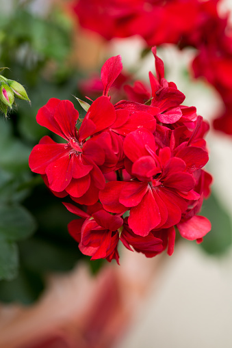 Close up shot of beautiful red flowers in pot. Flowers concept.