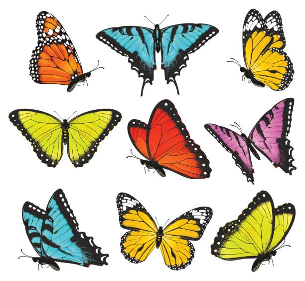 세트마다 색상화 나비 벡터 일러스트 - butterfly monarch butterfly spring isolated stock illustrations
