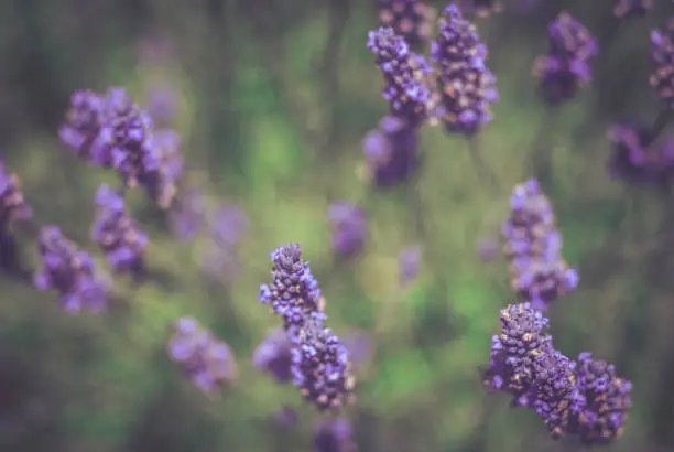 Beautiful Lavender flowers close up with a retro effect on the photo to give a soft romantic look.