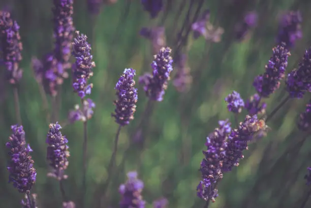 Beautiful Lavender flowers close up with a retro effect on the photo to give a soft romantic look.