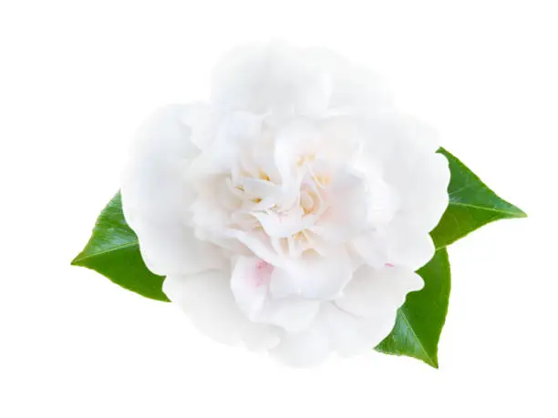 Photo of White camellia peony form flower with leaves