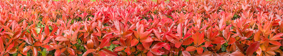 Red photinia fraseri bush hedge long horizontal background