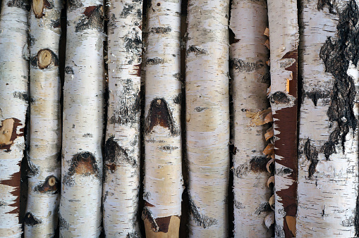 Birch logs fence. Natural textured background.