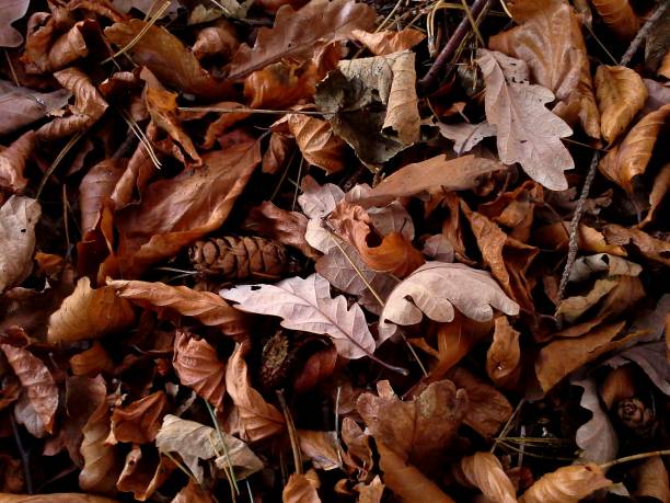 istock Mosaic of Autumnal Leaves 1 657481596