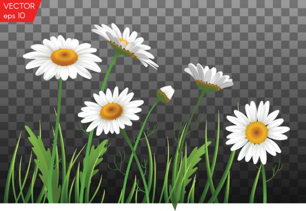 ilustraciones, imágenes clip art, dibujos animados e iconos de stock de prado de verano con daisy realista, flores de manzanilla en fondo transparente. ilustración de vector - chamomile plant chamomile flower daisy