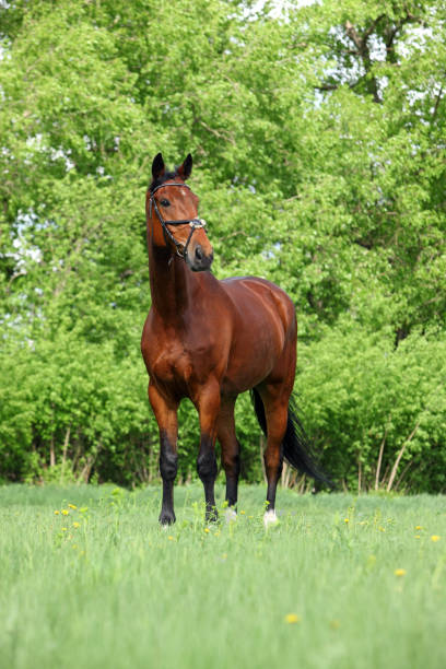 istock Warmblood horse walking on pasture 657484990