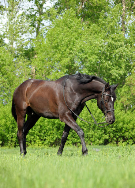 istock Warmblood horse walking on pasture 657484992