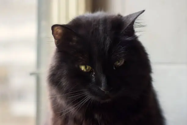 Black tomcat sitting by the window looking down sad, tears on his cheeks