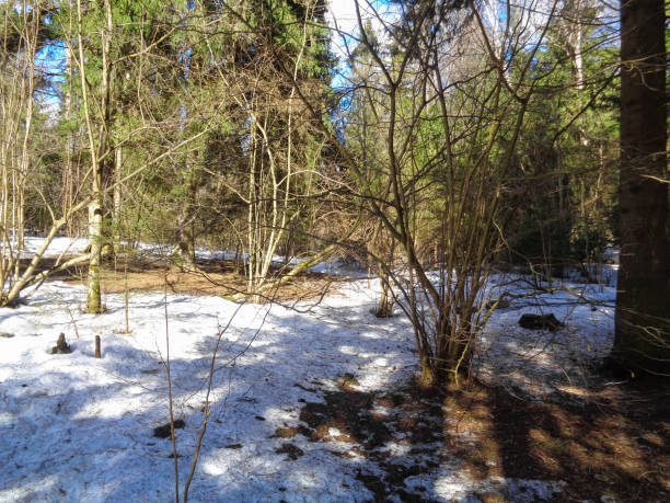 istock Wild forest of Siberia under the blue sky and cold sun 657488870
