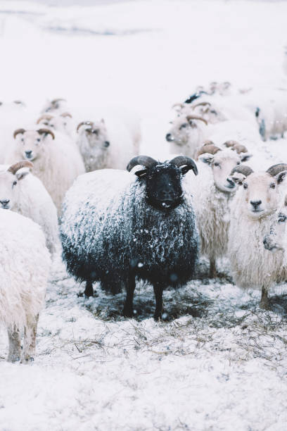 istock Icelandic sheep in the winter snowy field 657489012