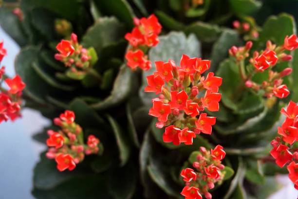 istock Four red petal flower, Kalanchoe Flower 657495568