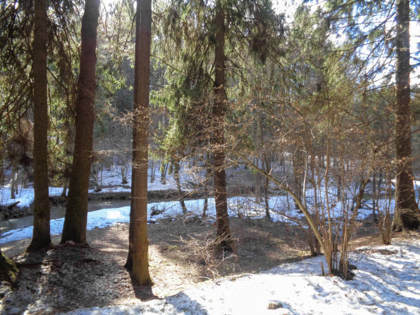 istock Wild forest of Siberia under the blue sky and cold sun 657496032