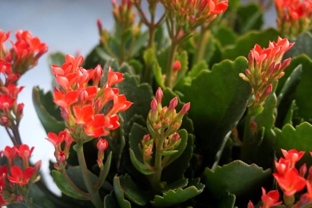 istock Four red petal flower, Kalanchoe Flower 657496158
