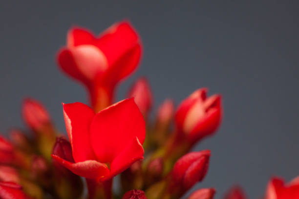 istock Four red petal flower, Kalanchoe Flower 657496322