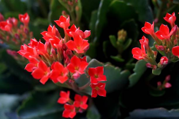 istock Four red petal flower, Kalanchoe Flower 657496528