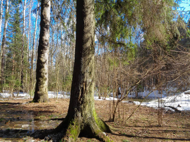 istock Wild forest of Siberia under the blue sky and cold sun 657498762