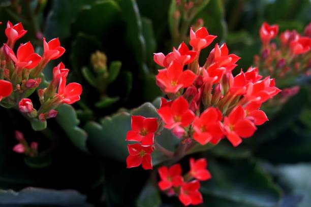istock Four red petal flower, Kalanchoe Flower 657498826